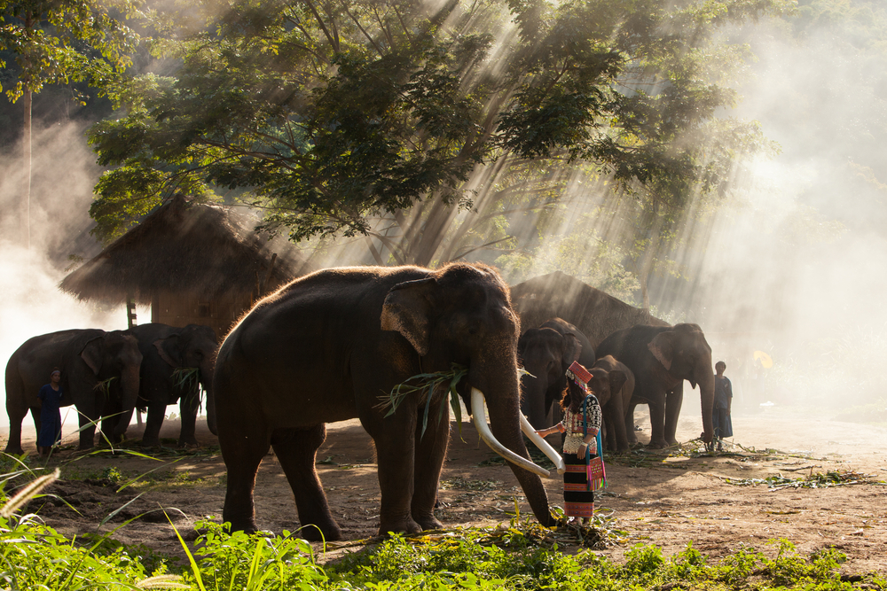 Asian elephants feeding among trees at a forest camp, with mahouts standing alongside them in early morning light
