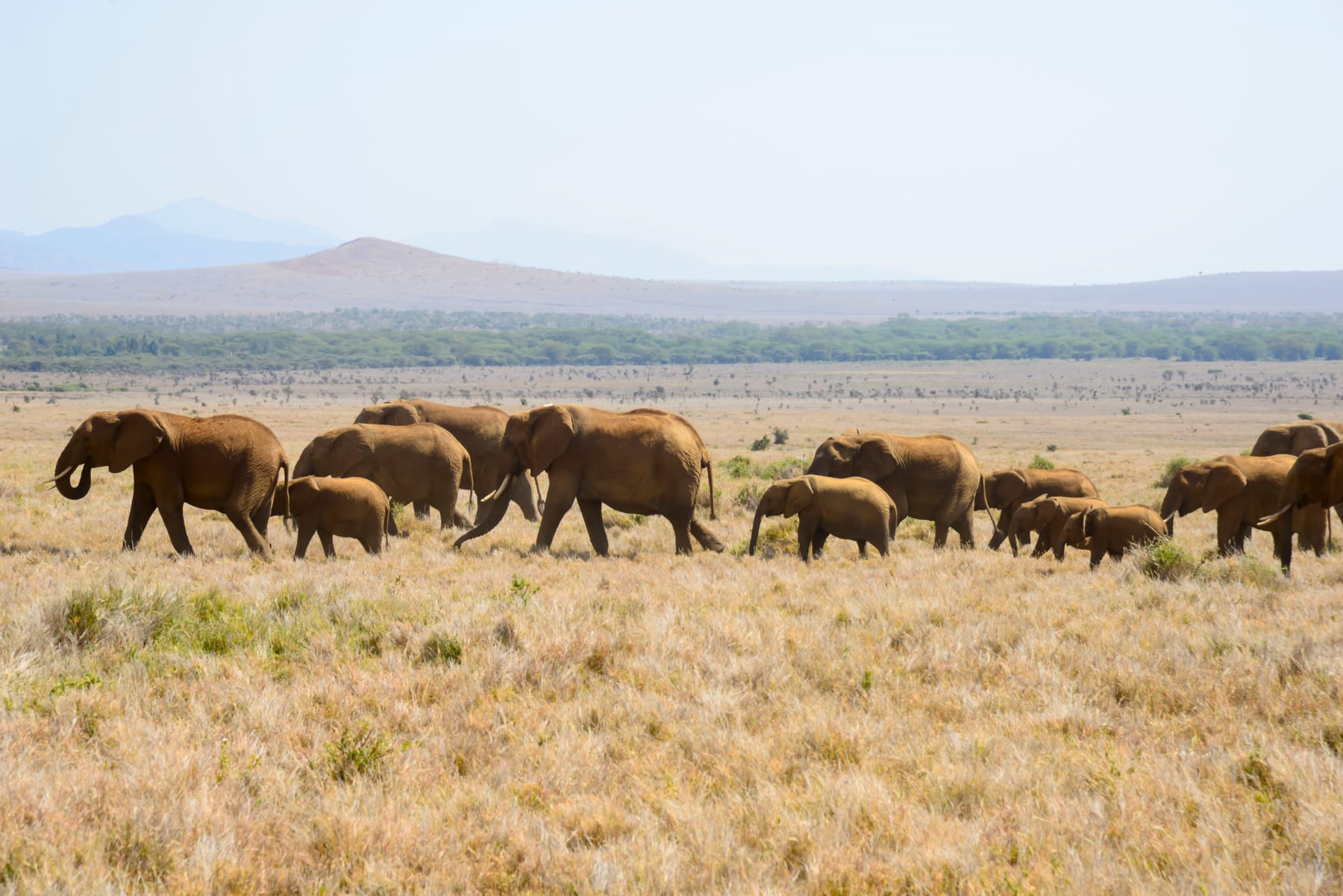 A herd of African elephants in Kenya