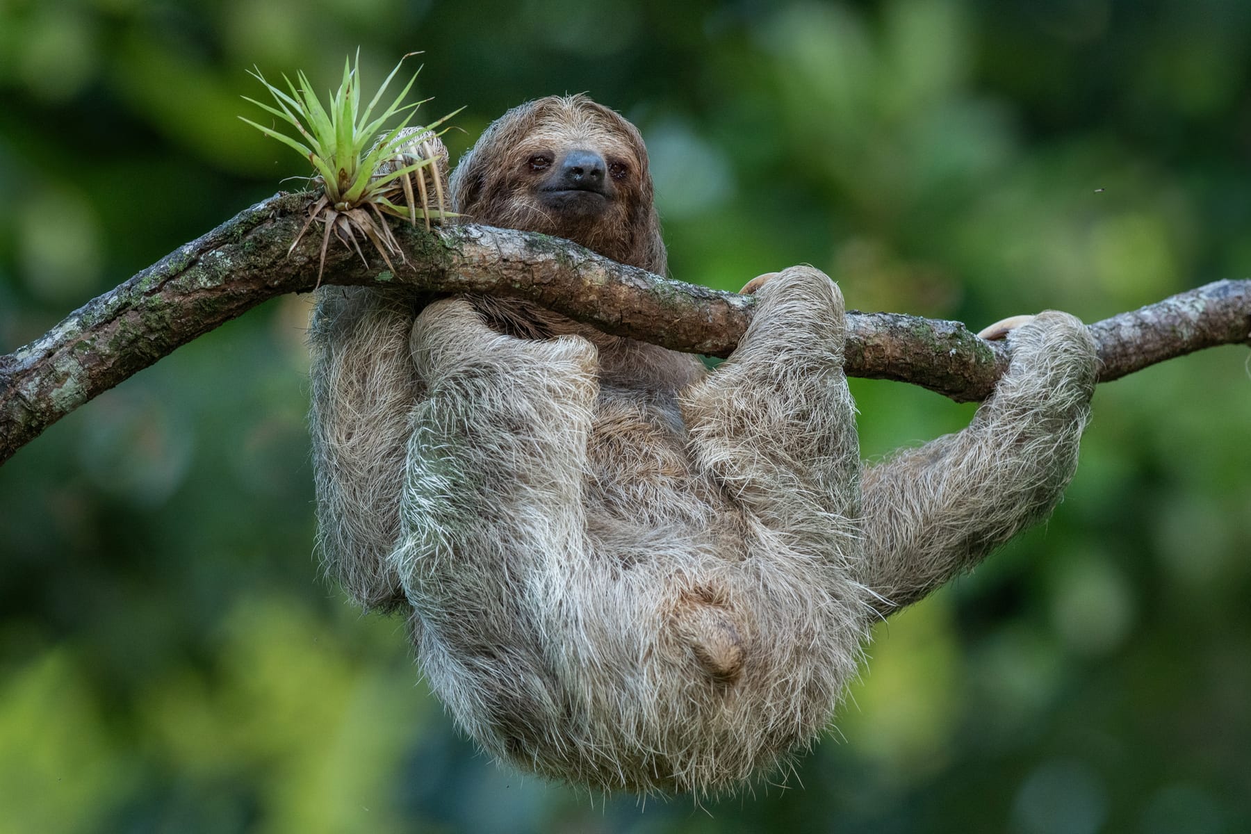 A brown-throated sloth in the Costa Rican rainforest
