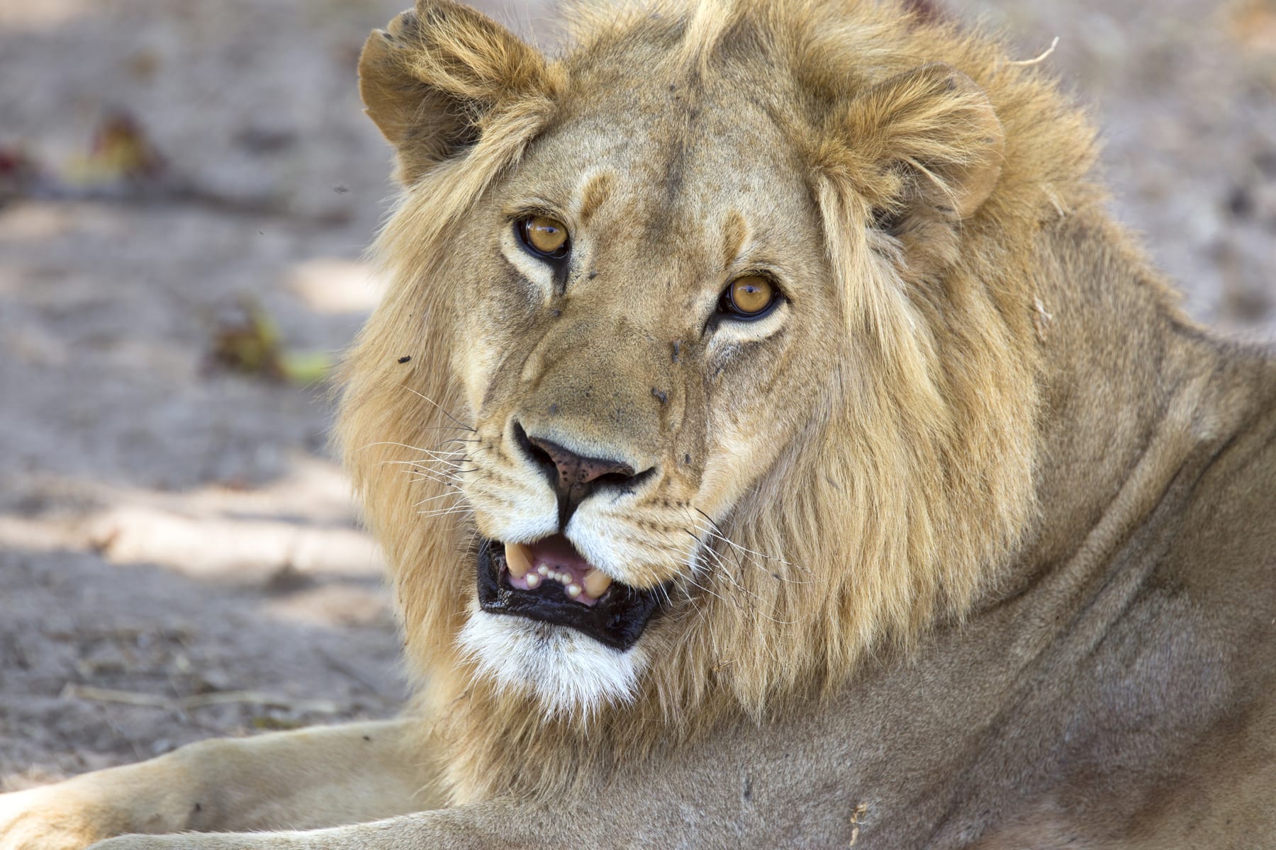 A wild male lion on the savanna