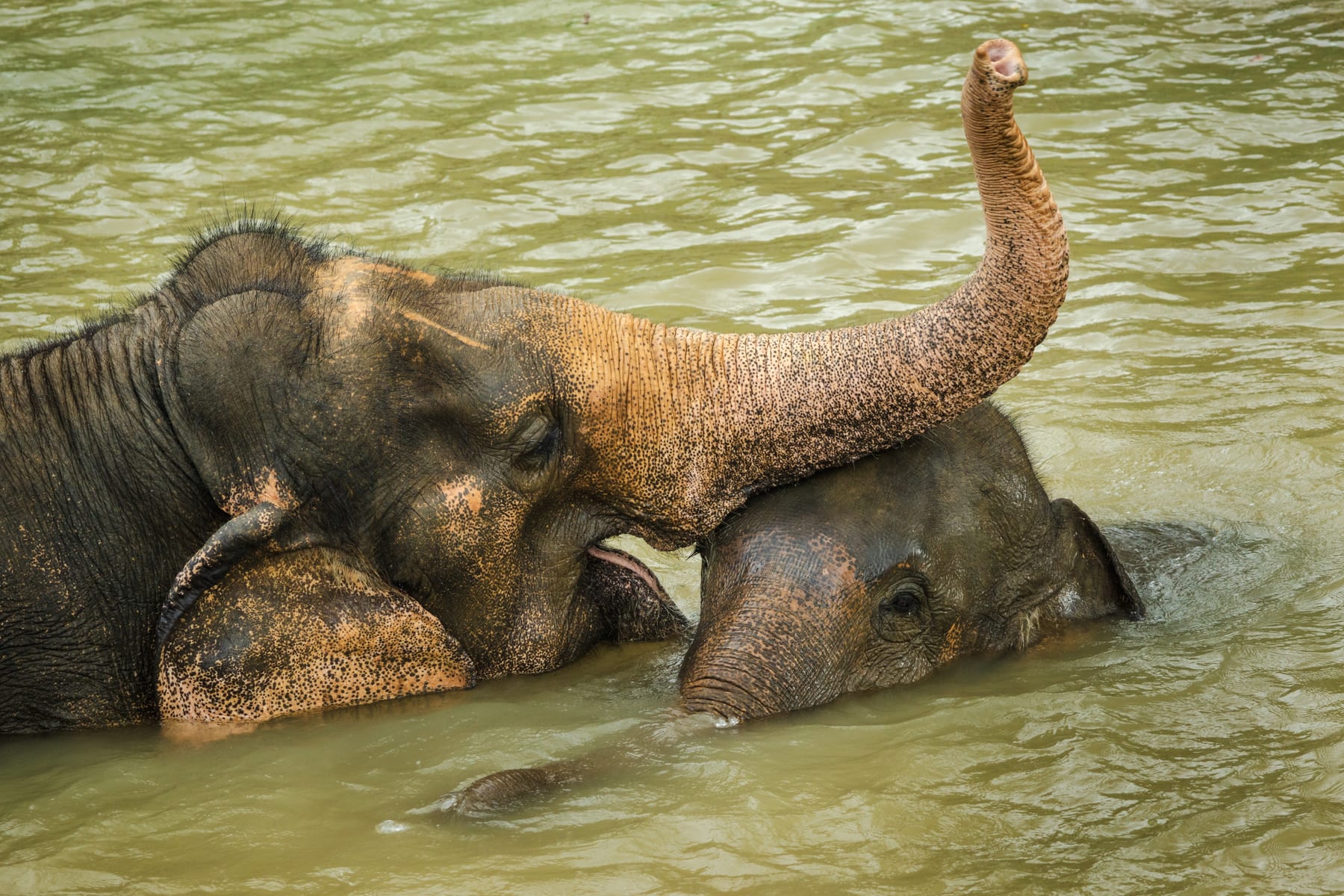 Asian elephants bathing in a river in Thailand