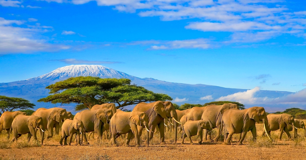 A herd of African savanna elephants walking beneath Mount Kilimanjaro